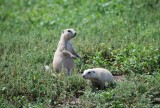 prairie dogs, South-Dakota