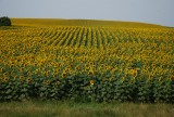 zonnebloemvelden in South-Dakota