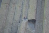 bergbeklimmers Devils Tower