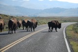 stampede