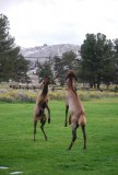 jonge elks in Mammoth springs