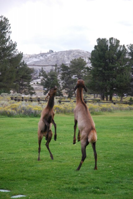 jonge elks in Mammoth springs