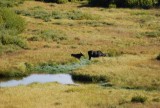 Moeder eland met kind