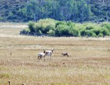 2 pronghorns die een coyote verjagen