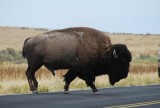 een bizon op Antelope Island, Salt Lake