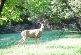 hert in de tuin