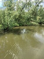 IMG_4243