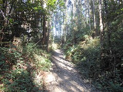 Eucalyptusbos