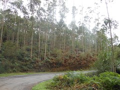 Veel eucalyptusbossen.