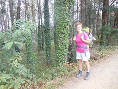 Eucalyptusbos.