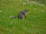 Groundsquirrel