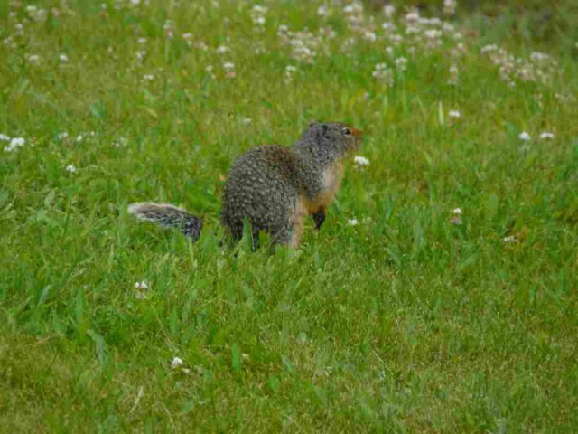 Groundsquirrel