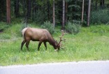 Elk