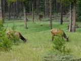 Elks