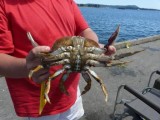 Nanaimo - Krab