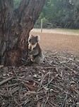 koala