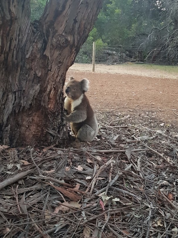 koala