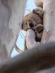 onze camping koala nummer 2