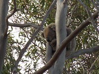 koala