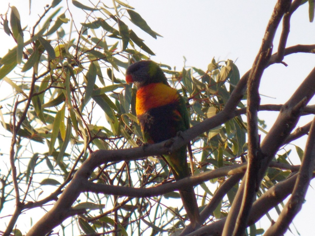 Rainbow Lorikeet