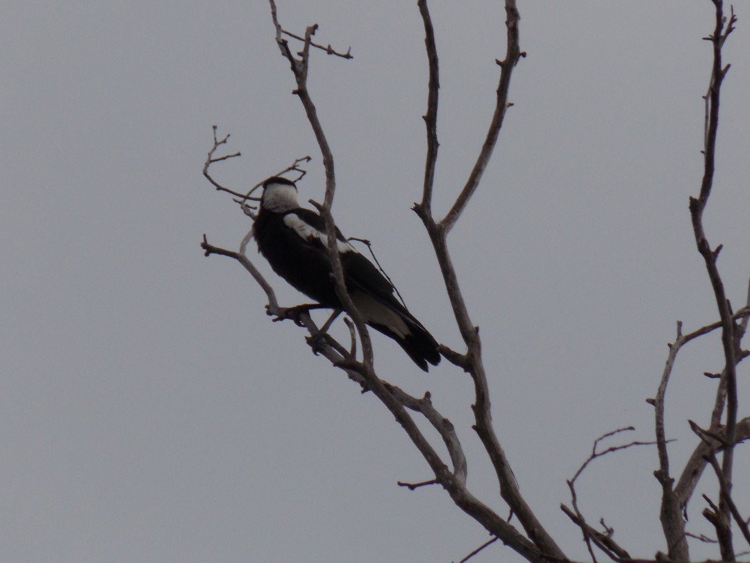 Magpie