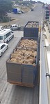 op de boot na het vaste land gingen de schapen ook met ons mee