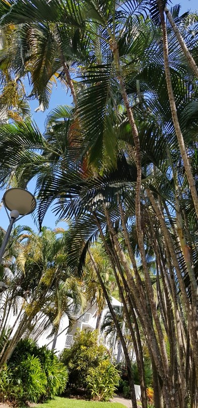 De palmbomen in ons resort
