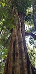 De enorme bomen