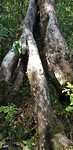 De waanzinnige bomen