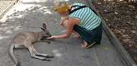 Eastern grey kangaroo
