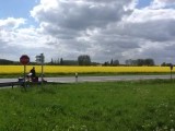 Bloeiend koolzaad