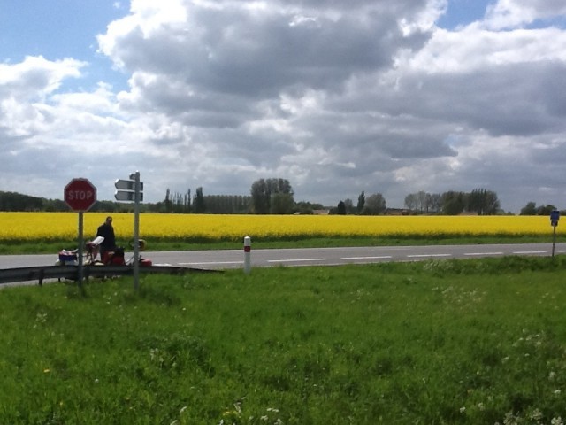 Bloeiend koolzaad