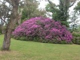 Bij ons zal de blauwe regen wel uitgebloeid zijn Ineke. Hier staan de rododendrons  in bloei!!