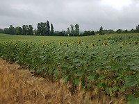 de eerste zonnebloemen in bloei