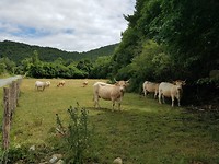 Koeien in Errodal, Spaans Baskenland