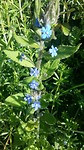 Lijkt op dove netel met blauwe bloemen (Niek of Margeet ?)