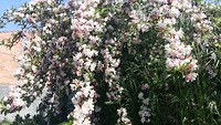 Mooie bloemen