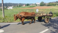 Wagen met Os