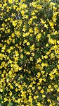 Bloemen