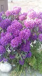 Bloemen