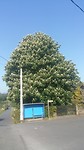 Rusthokje onder enorme boom