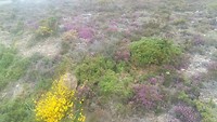 Heide landschap