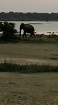 Olifant