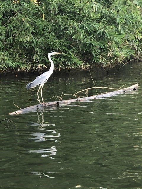 Reiger