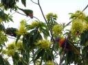 vogels