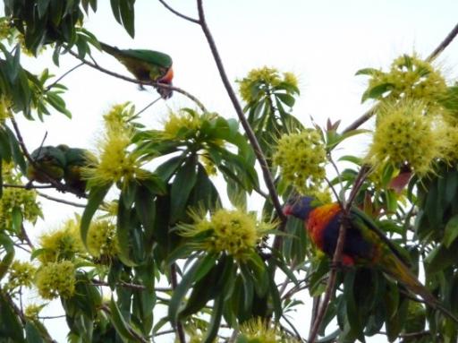 vogels