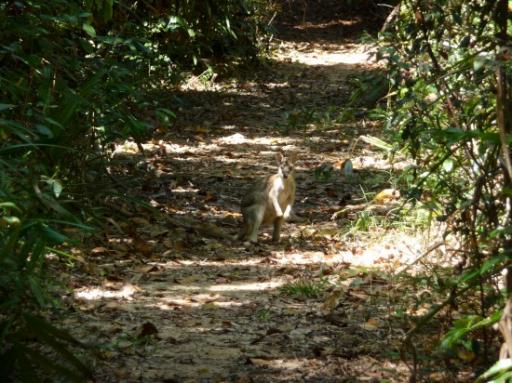 wallaby