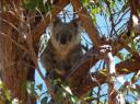 koala met een kleintje