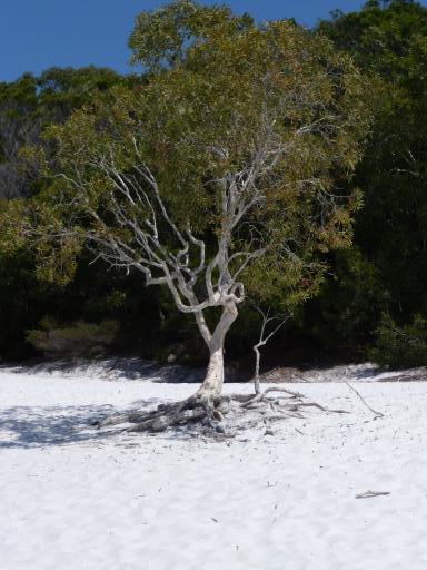 boom op strand van Lake McKenzie