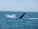 walvis 2